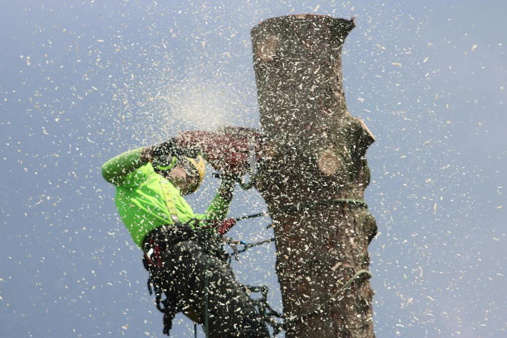 Arborist in bright green safety gear cutting top of tall tree with chainsaw, surrounded by wood chips against clear blue sky