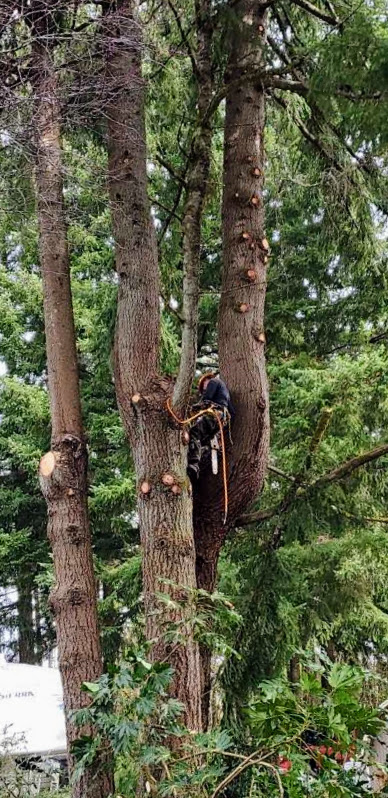 Arborist in helmet and harness trimming branches between two large trees in wooded area near Chehalis WA
