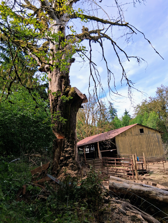 Partially dead tree beside rustic barn with fresh cuts and sawdust, illustrating hazard tree removal in rural Chehalis WA