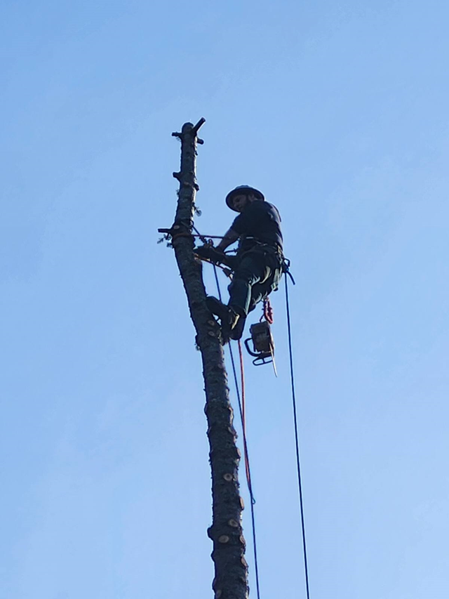 Arborist using climbing gear and chainsaw to remove tall tree in sections, showcasing professional tree removal in Chehalis WA